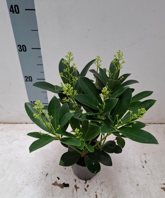 Skimmia japonica 'Finchy' 10.5cm / 2L / 5L
