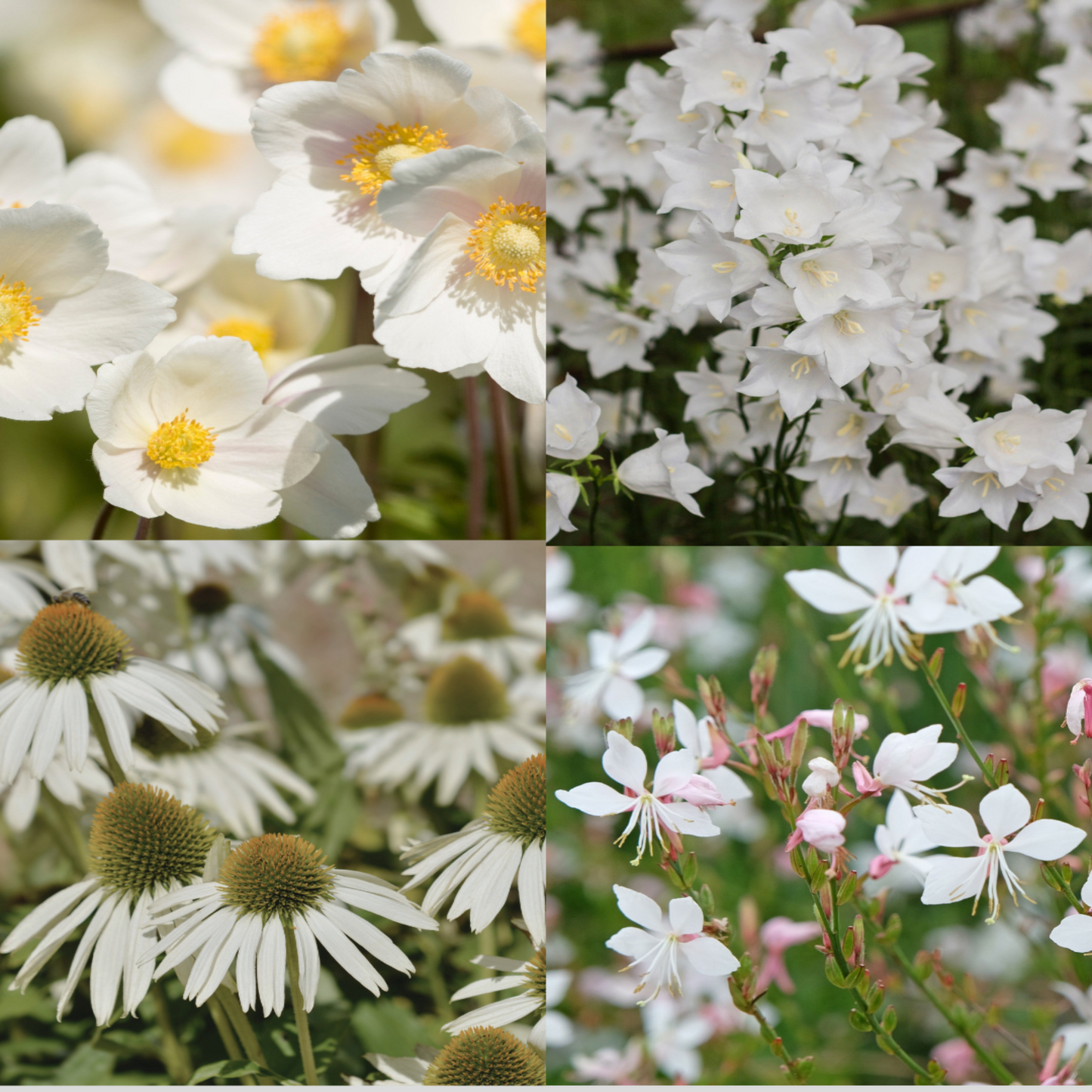 4 x White Flowering Perennials – 9cm Pots