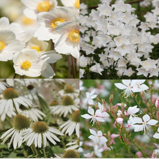 4 x White Flowering Perennials – 9cm Pots