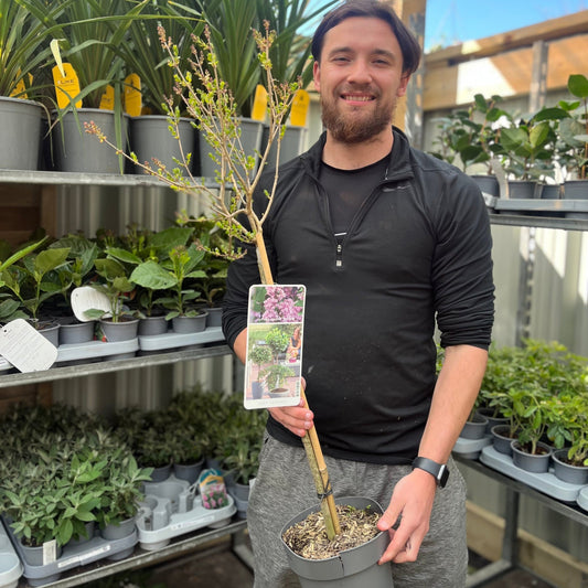 Half Standard Syringa meyeri 'Palibin' (Lilac) 3L (80-90cm inc. pot)