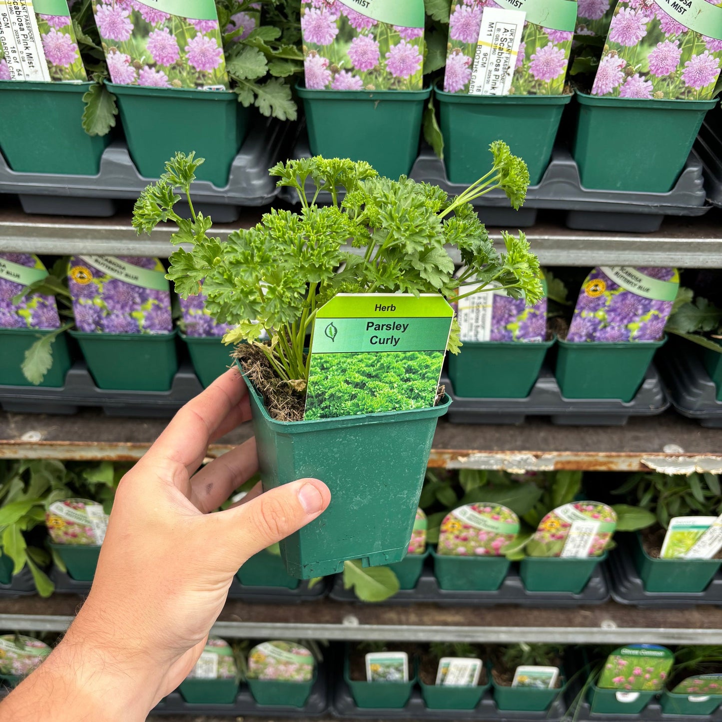 Curly Parsley (Herb) 9cm