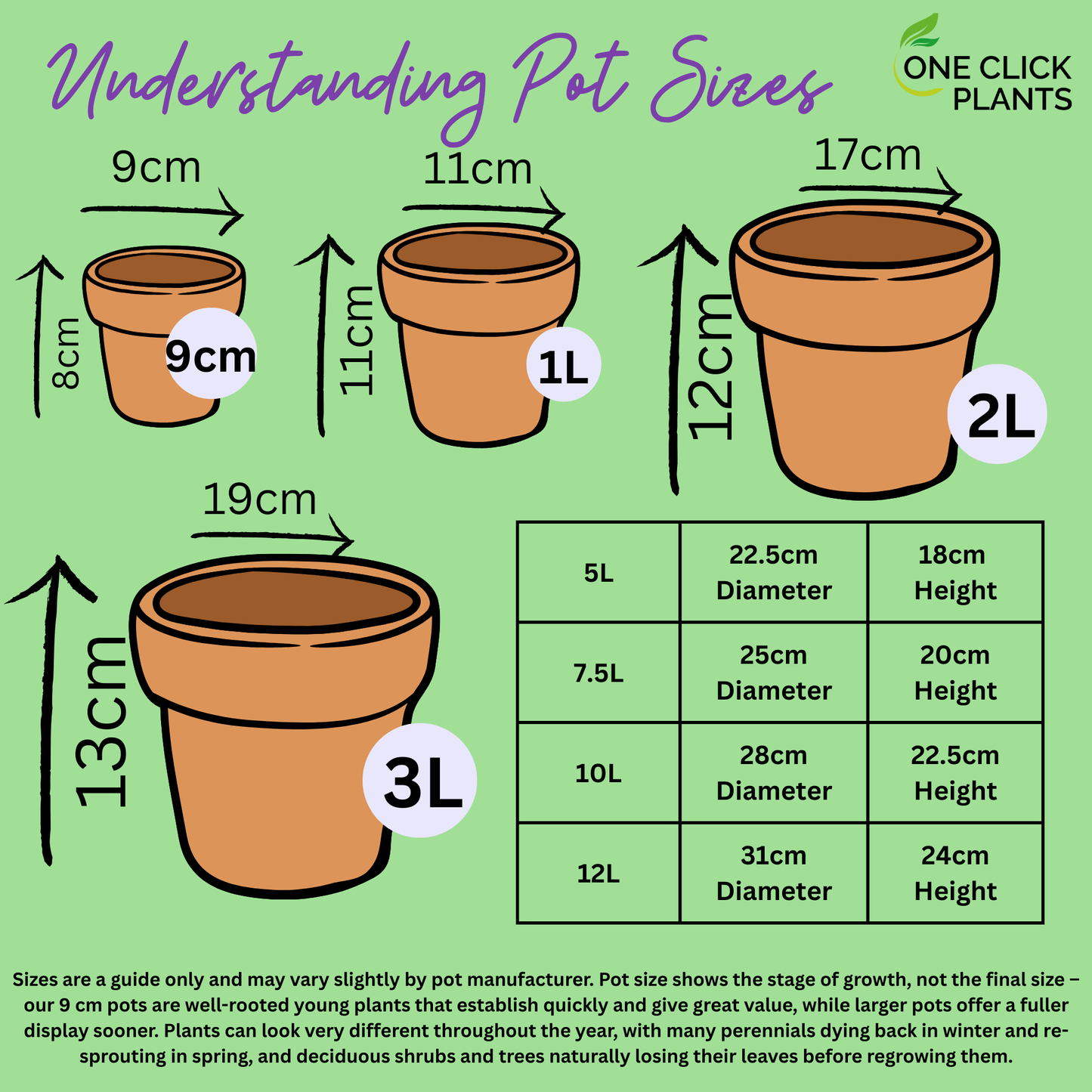 Echinacea 'Pow Wow White' 9cm Pot