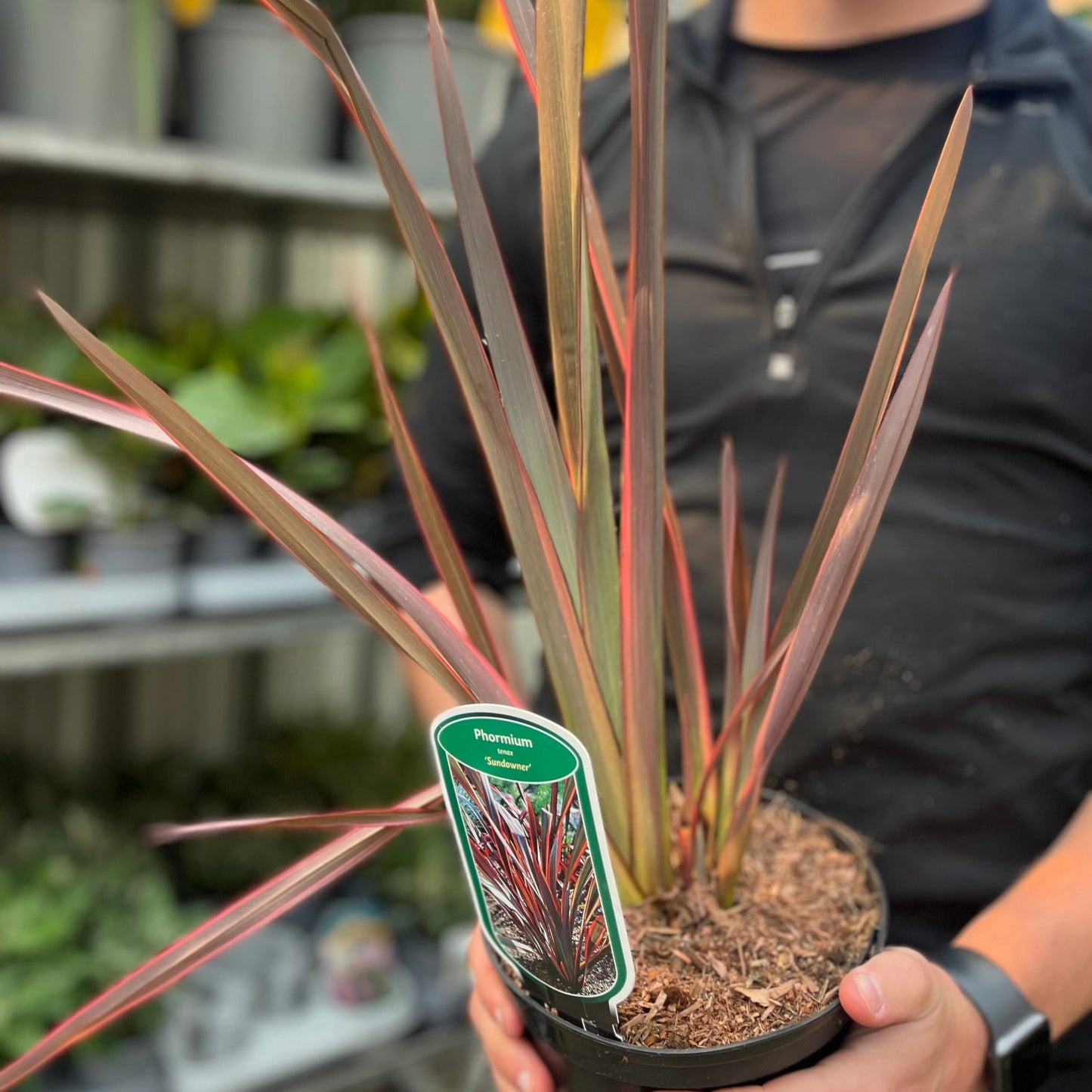 Phormium 'Sundowner' 2L (40-50cm including the pot)