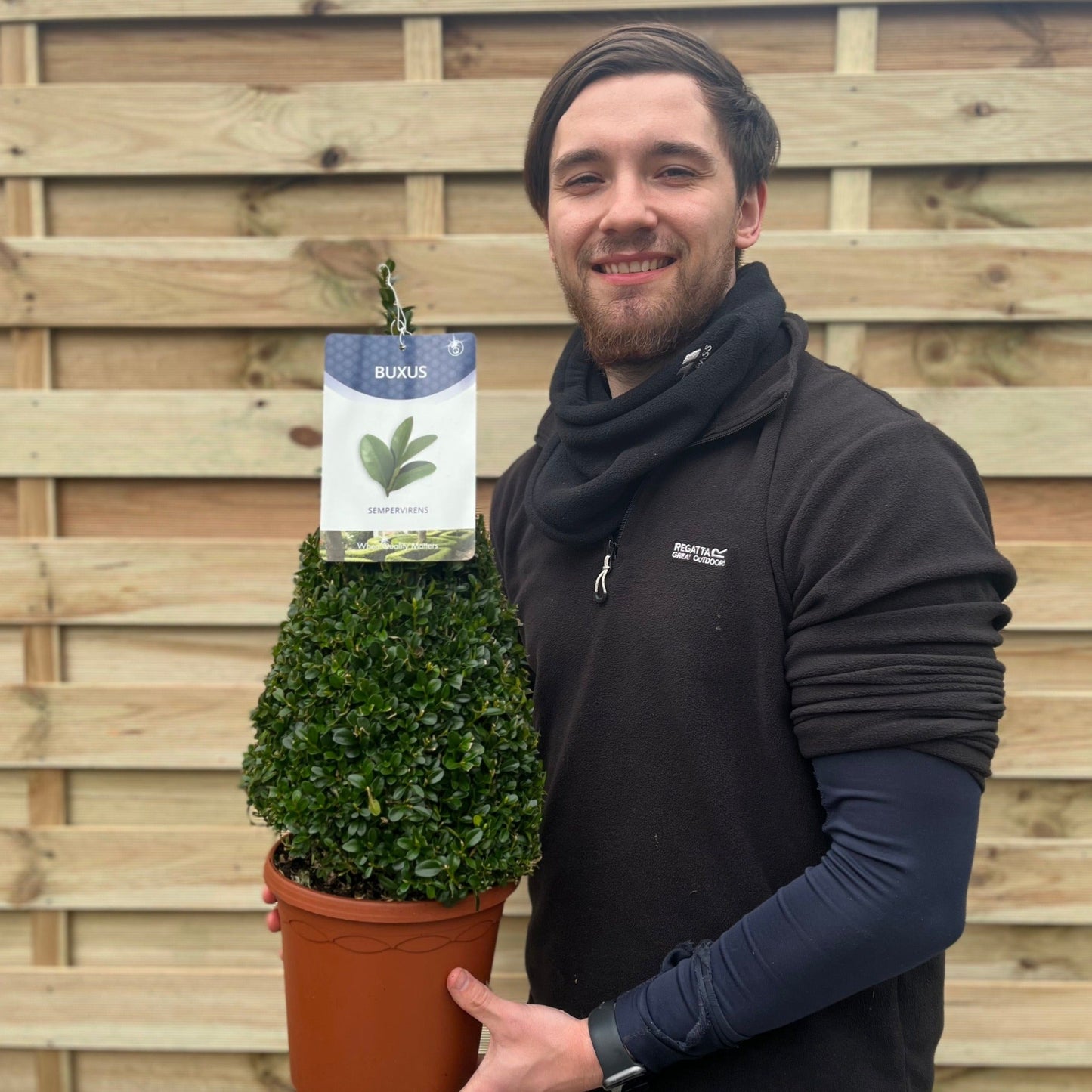 Buxus/Topiary Cone (Buxus Sempervirens)