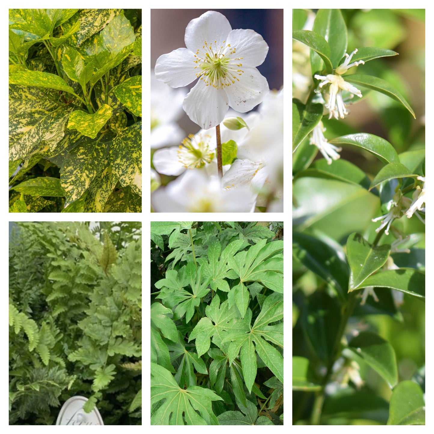 Shade Lover’s Plant Bundle (5 Plants)