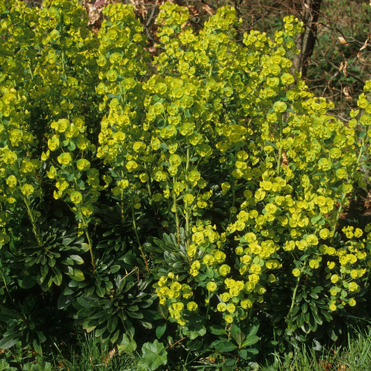 Euphorbia Robbiae 9cm/2L Pot