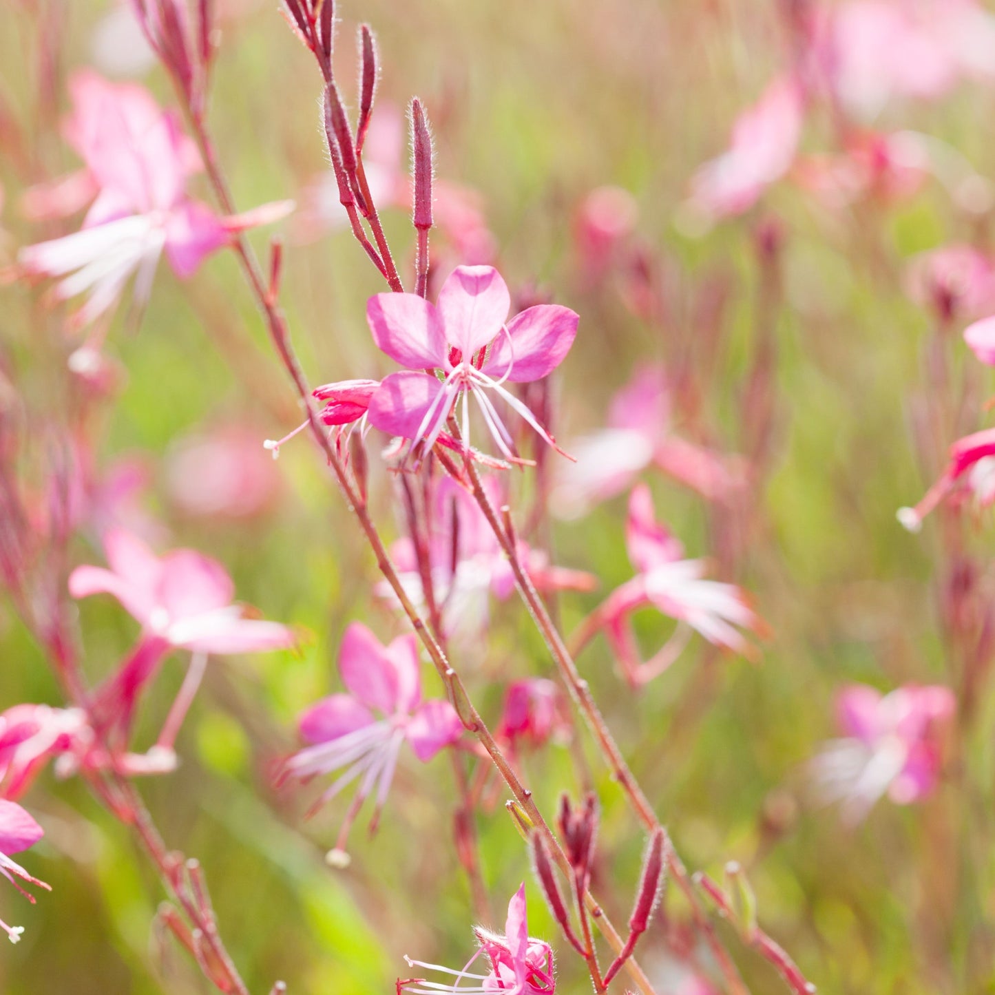 4 x Mixed Perennials – Pink, White & Purple | 9cm Pots
