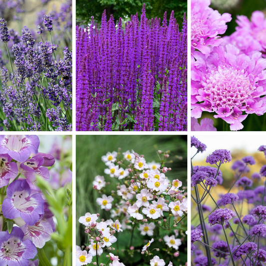 Chloe's Season Long Colour Mix (6x9cm Pots)