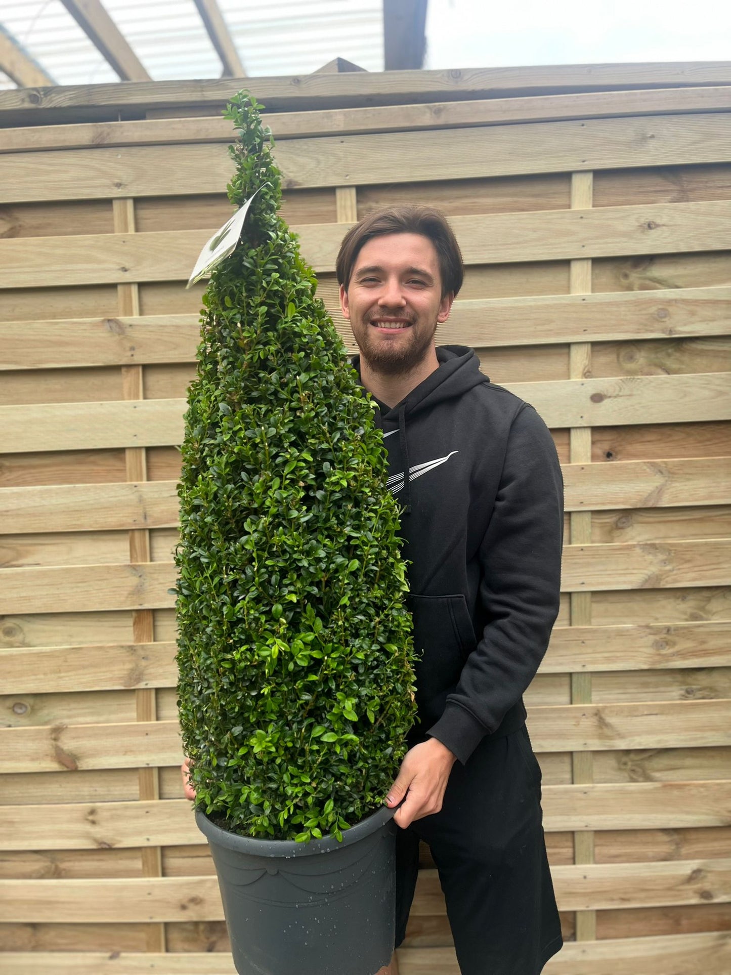 Buxus/Topiary Cone (Buxus Sempervirens)