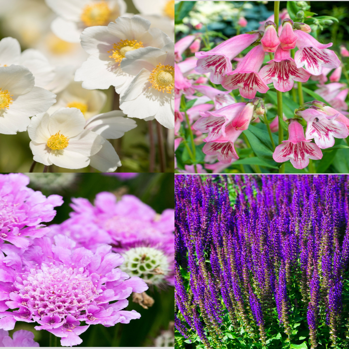 4 x Mixed Perennials – Pink, White & Purple | 9cm Pots