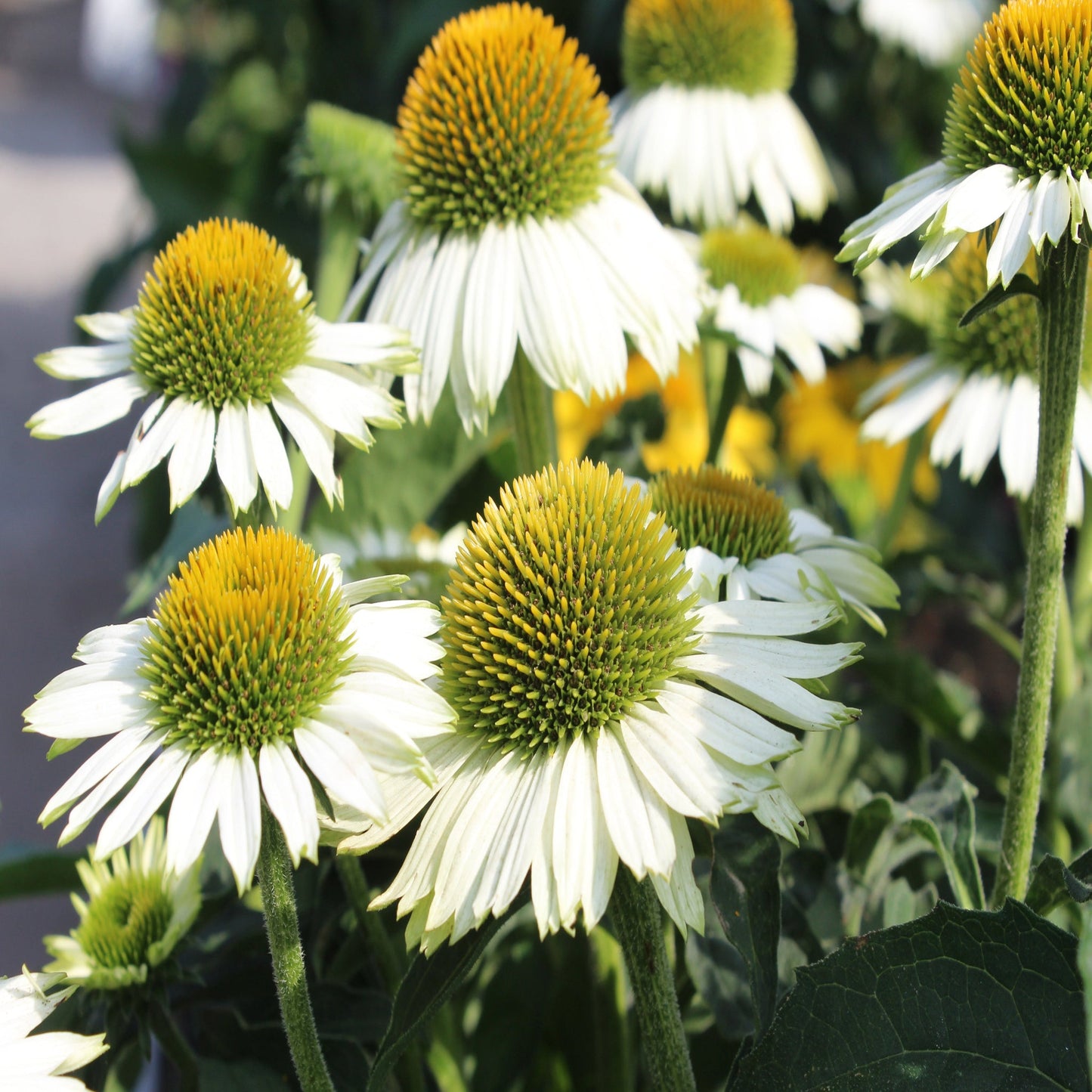 Echinacea 'Pow Wow White' 9cm Pot